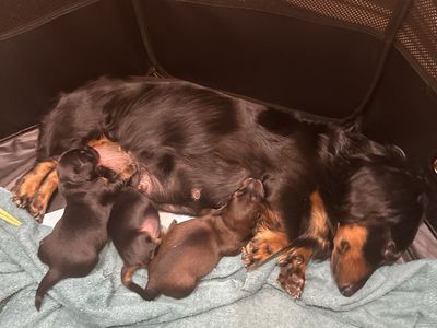 Purebred Long haired dachshund puppies.