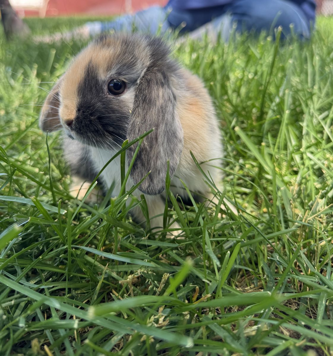 Holland Lop Bunny- Doe