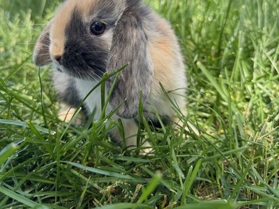 Holland Lop Bunny- Doe