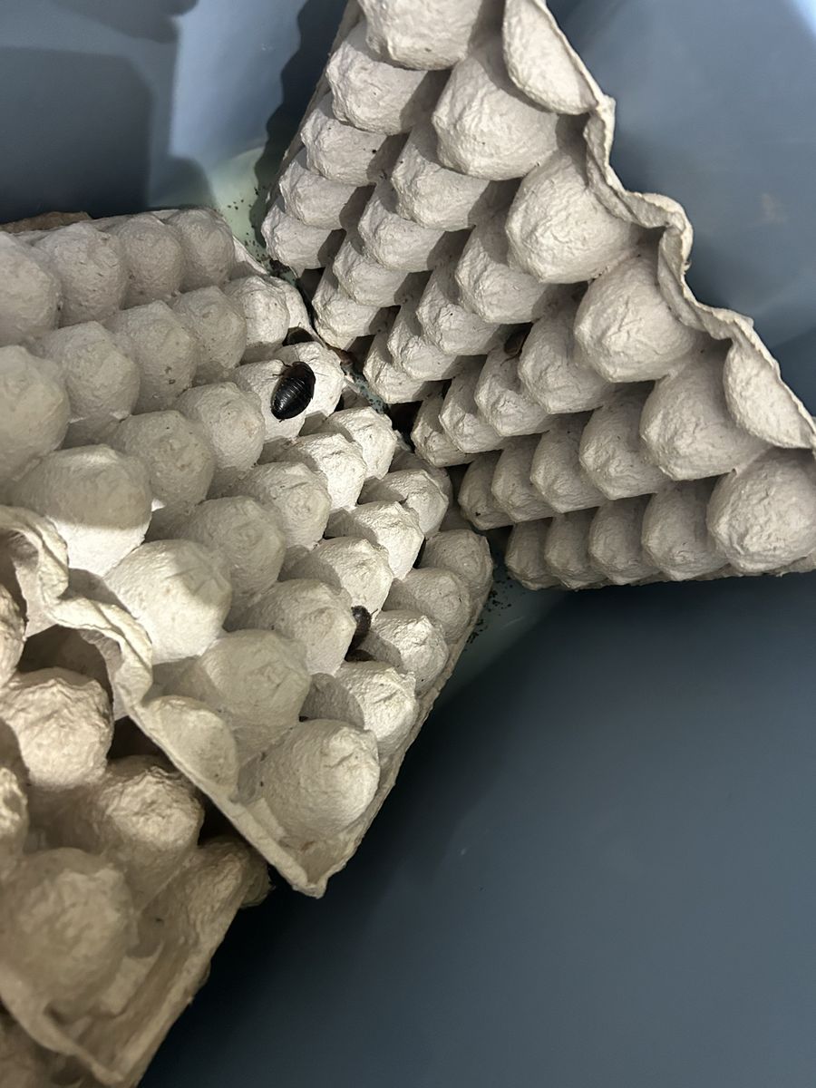 Main image 3