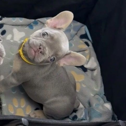 French Bulldog Puppy