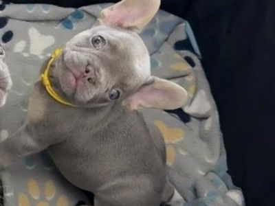 French Bulldog Puppy