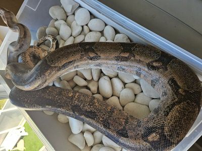 Ready to breed Fire female