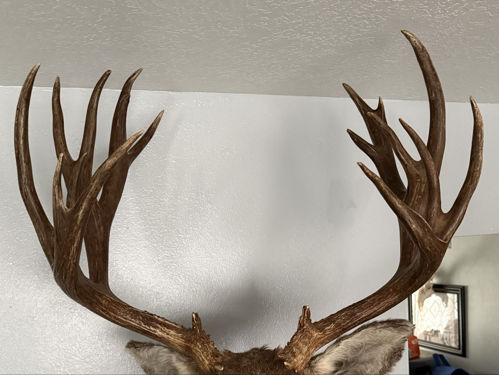 In search of trophy mule deer mounts