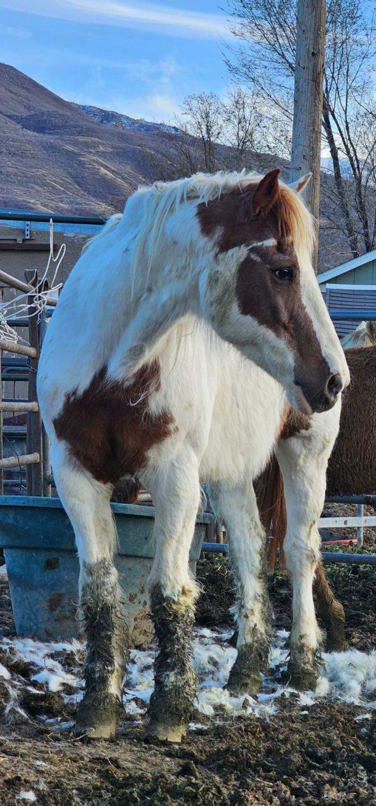 2 older horses
