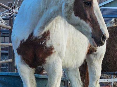 2 older horses