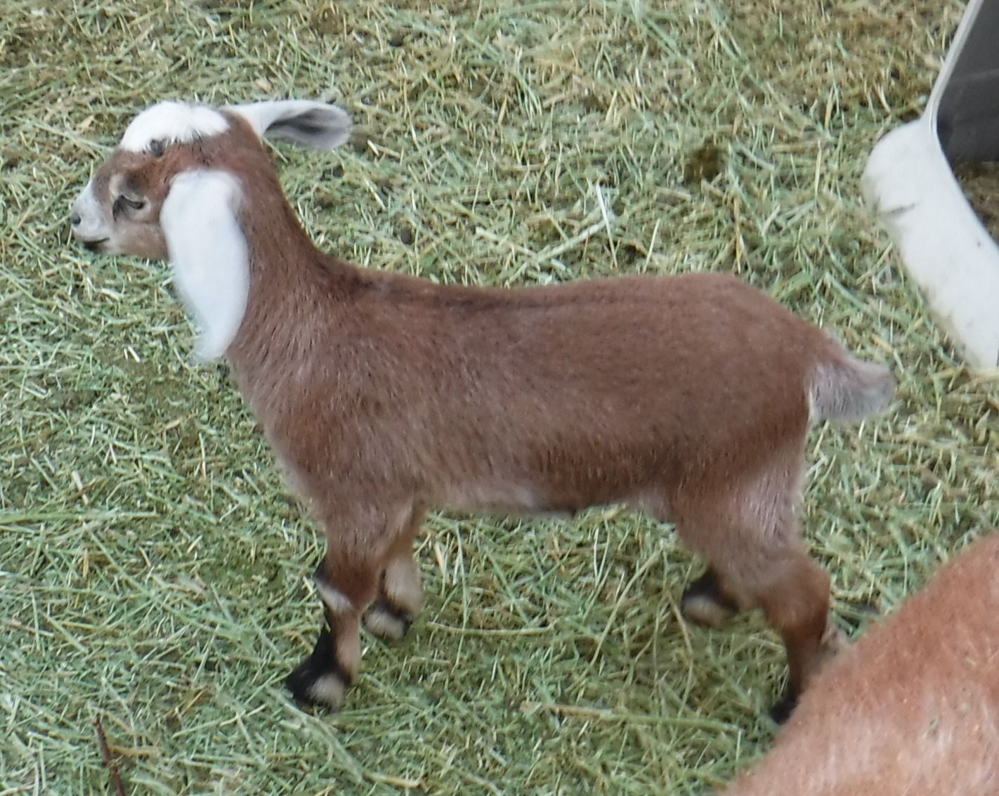 Alpine / Nubian mix bottle baby goats