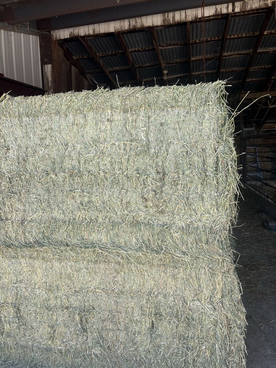 3x4 alfalfa bales for sale
