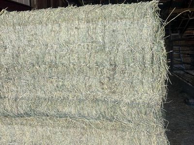 3x4 alfalfa bales for sale