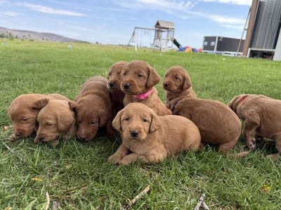 F1 Labradoodles