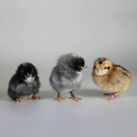 Lavender Olive Egger Chicks