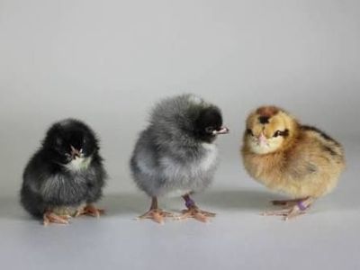 Lavender Olive Egger Chicks