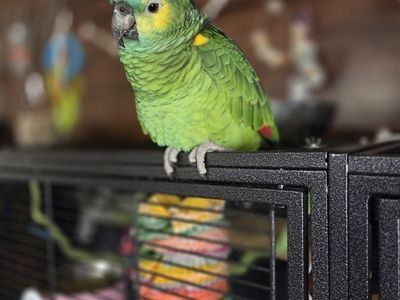 Blue Fronted Amazon