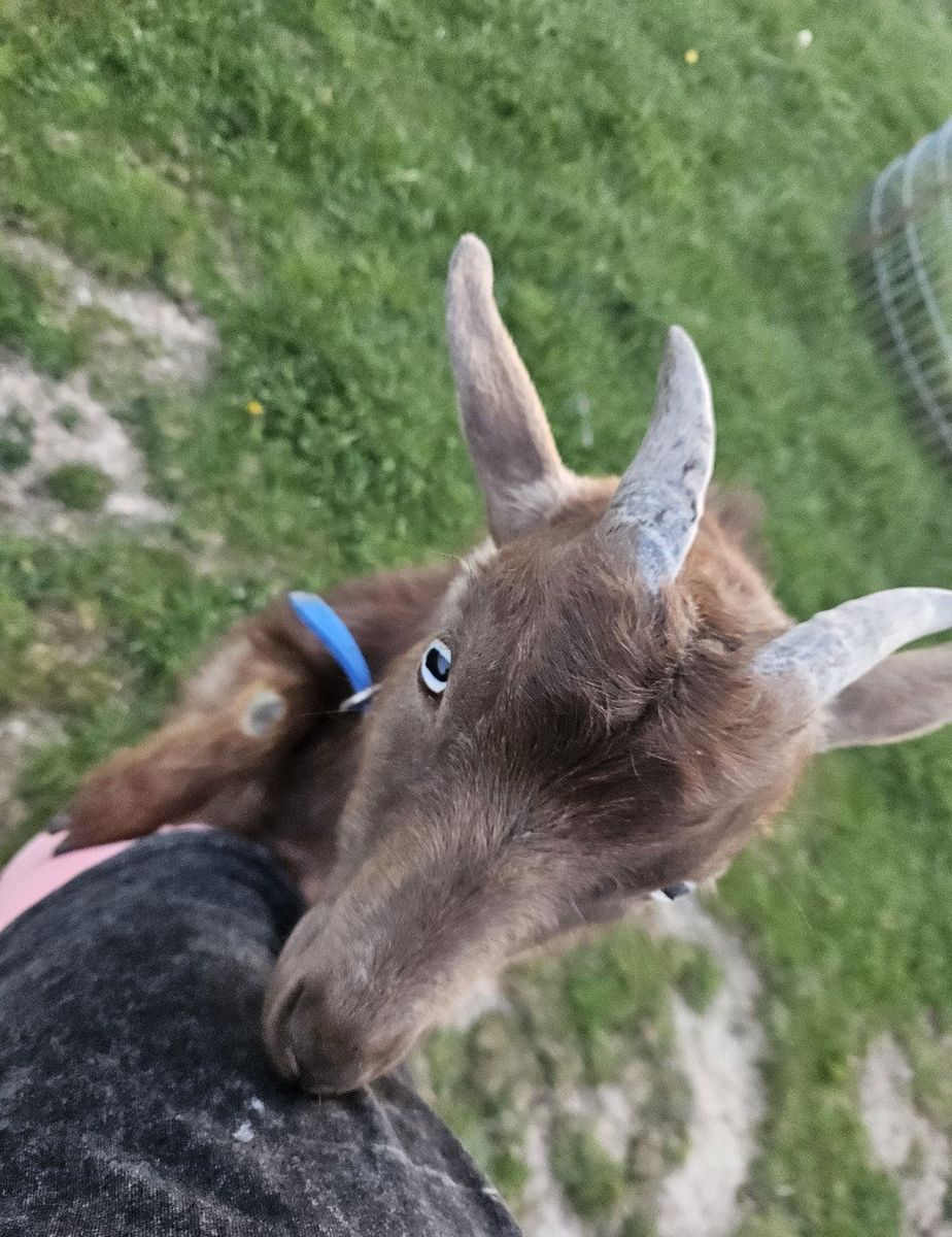 $75 1 year old Nigerian Dwarf goat-male