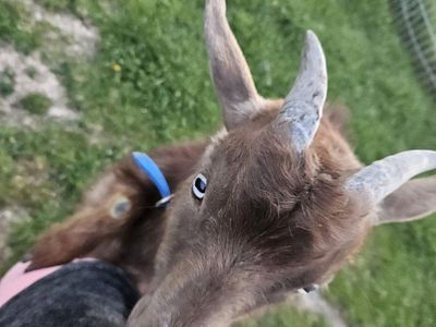 $75 1 year old Nigerian Dwarf goat-male