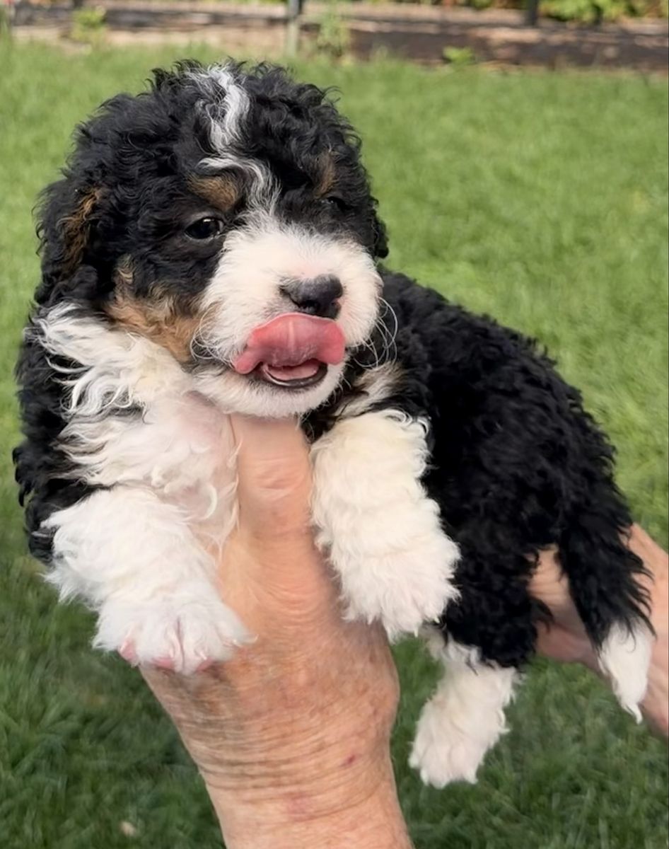 Mini Bernedoodles - 1 Left!