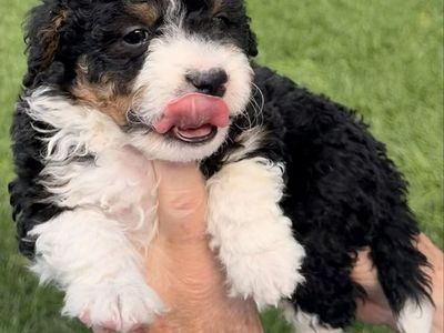 Mini Bernedoodles - 1 Left!