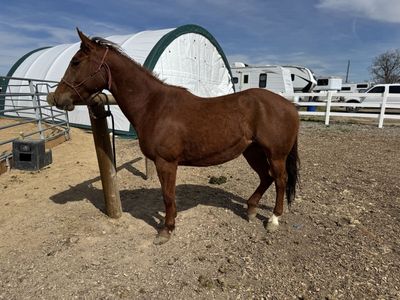 Kid safe 3yo Mare