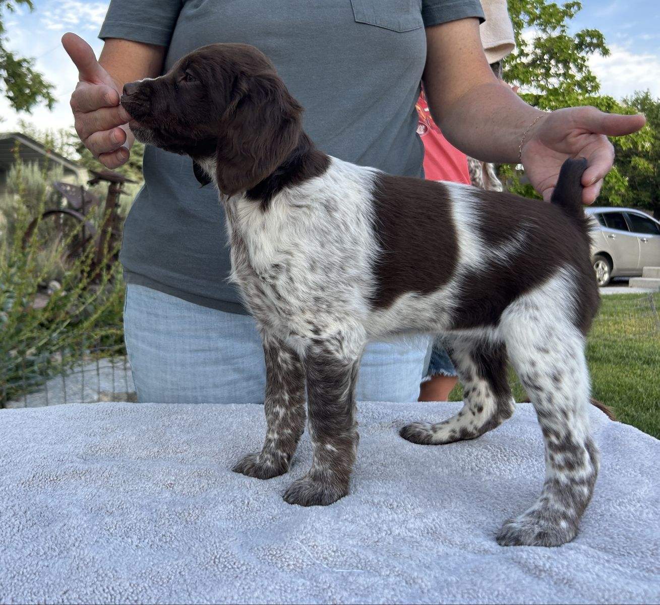 AKC American Brittany female puppy