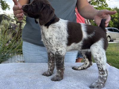 AKC American Brittany female puppy
