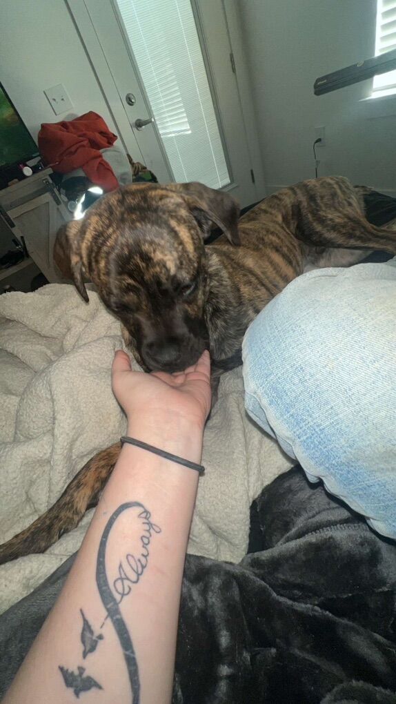 4 Month Old Male Kane Corso