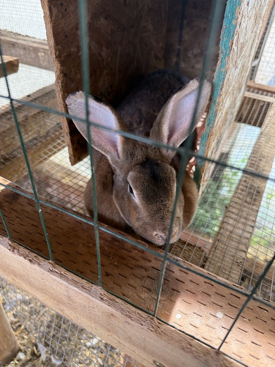 Breeding pair of large Rex rabbits 