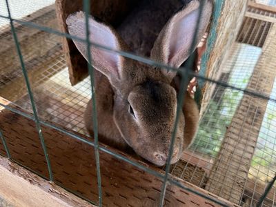 Breeding pair of large Rex rabbits