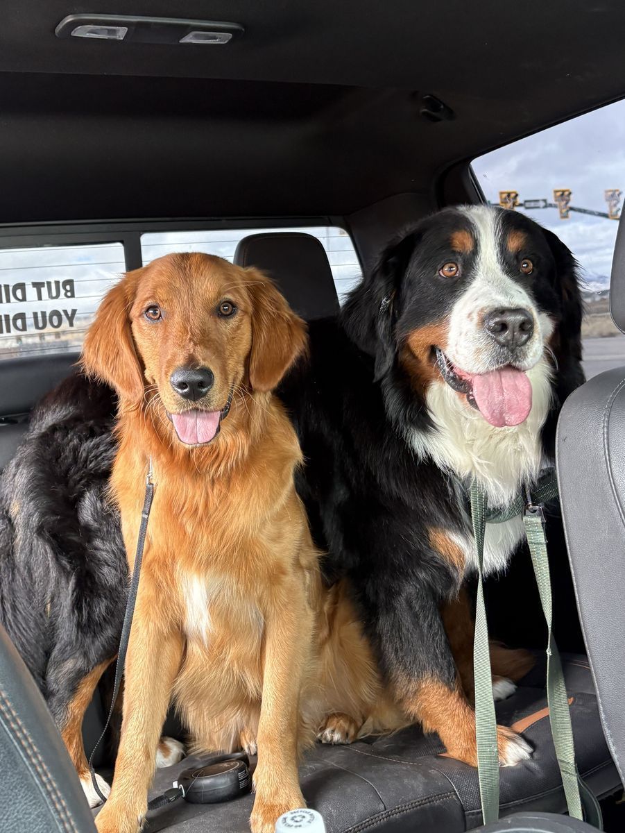 Charlie – AKC Golden Retriever, 1 Year Old Male