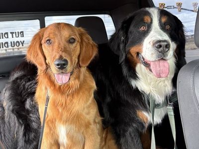 Charlie – AKC Golden Retriever, 1 Year Old Male
