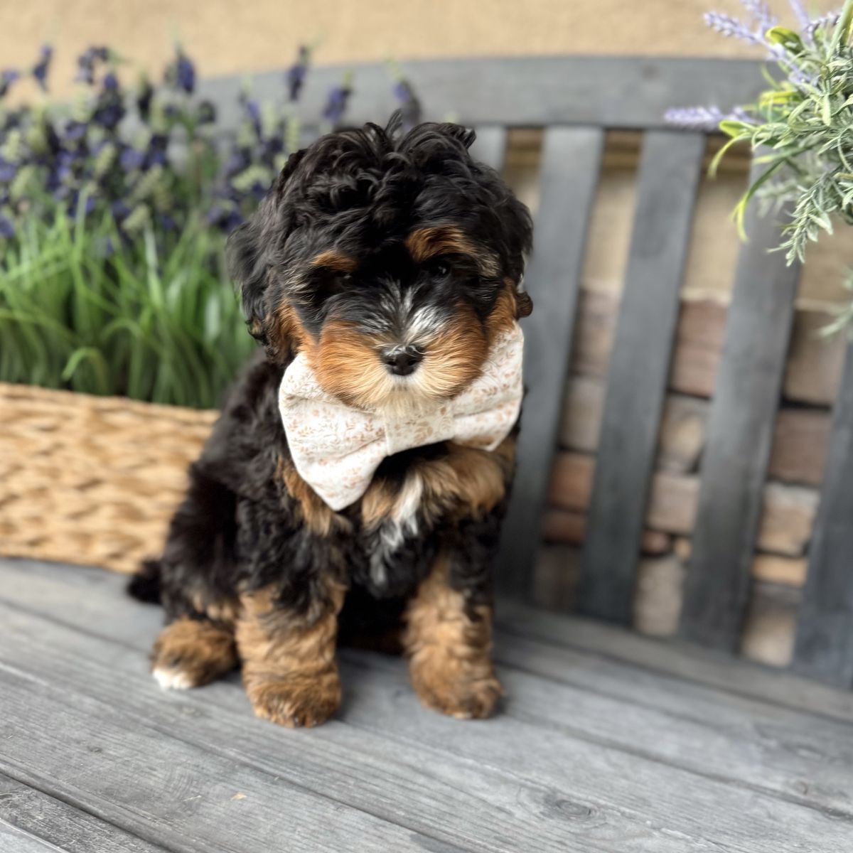 Teddy Bear Bernedoodle! Meet Terence a beautiful Mini Bernedoodle!