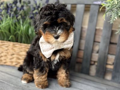 Teddy Bear Bernedoodle! Meet Terence a beautiful Mini Bernedoodle!