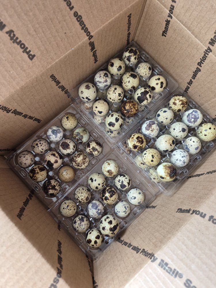 Fresh Coturnix & Jumbo Quail Hatching Eggs 
