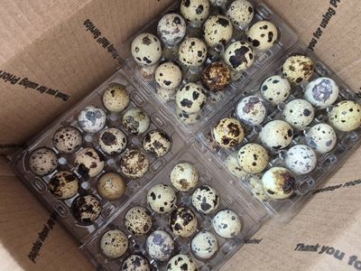 Fresh Coturnix & Jumbo Quail Hatching Eggs
