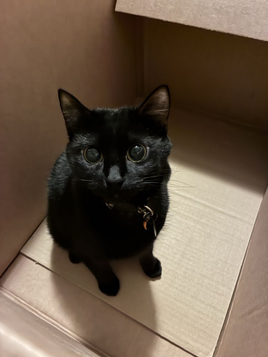 Cat sitting