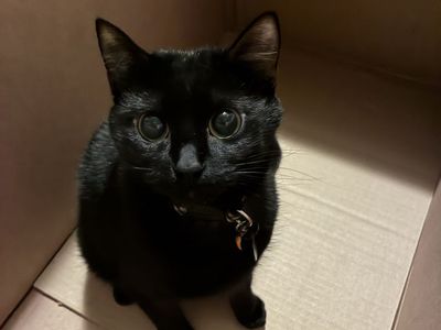 Cat sitting