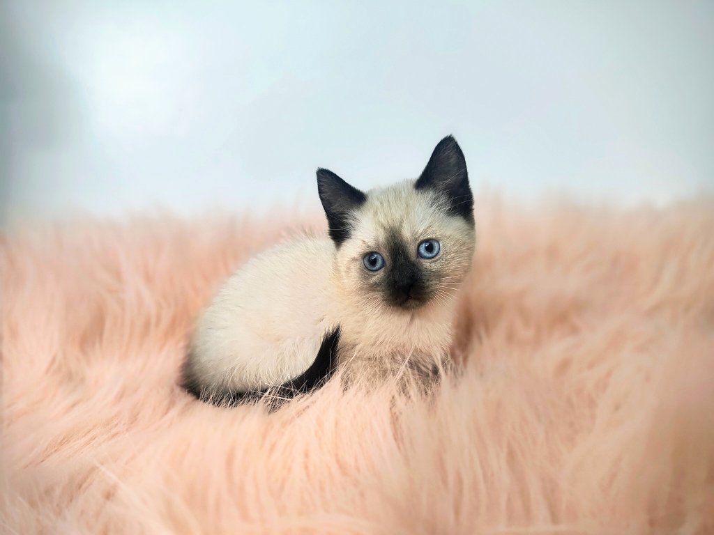 Siamese mix Kittens