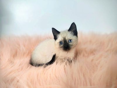 Siamese mix Kittens