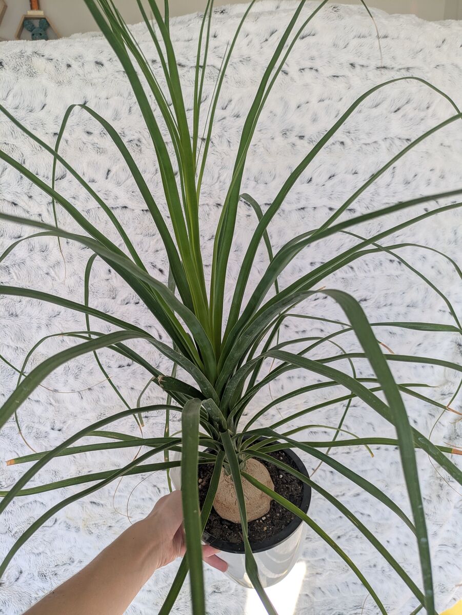 Ponytail palm, Bromeliad house plants
