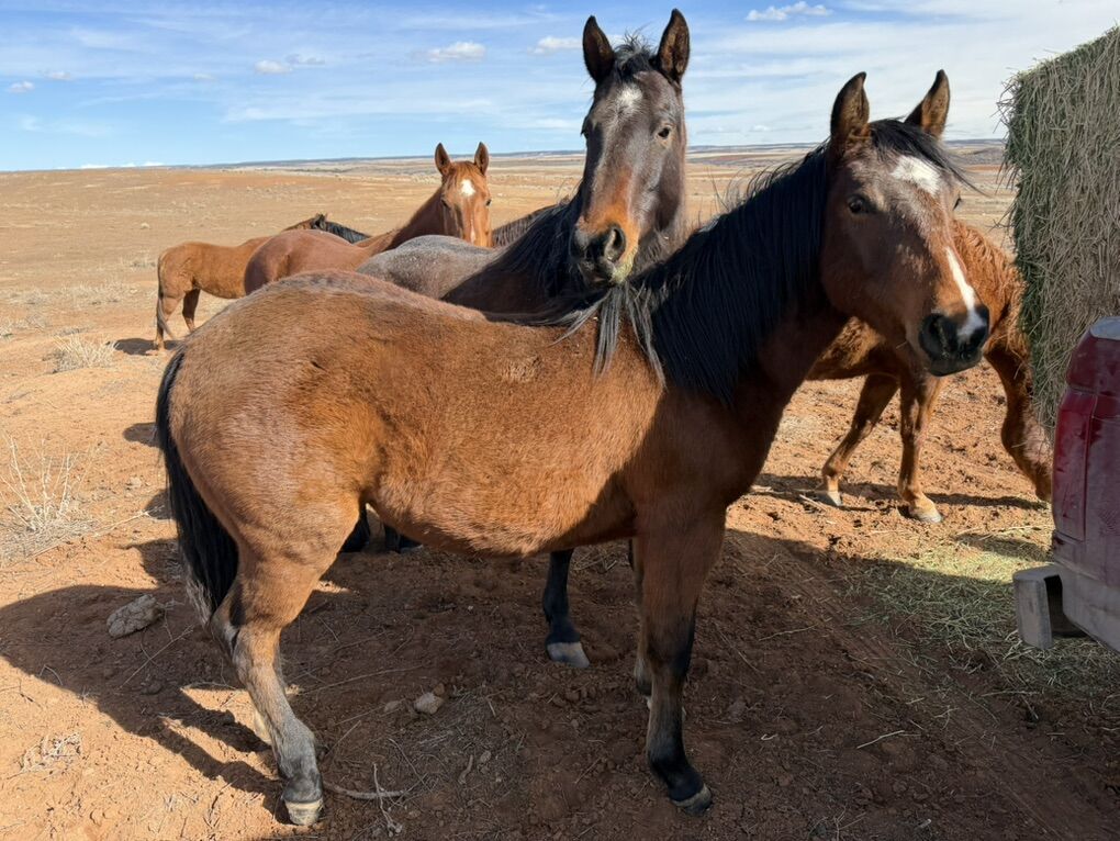 White Lightning Ike X King, Doc Bar, Leo, OK Star