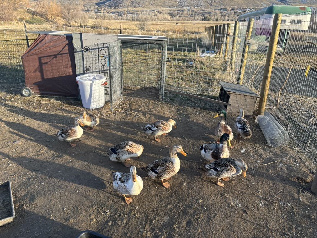 Apple Yard Ducks