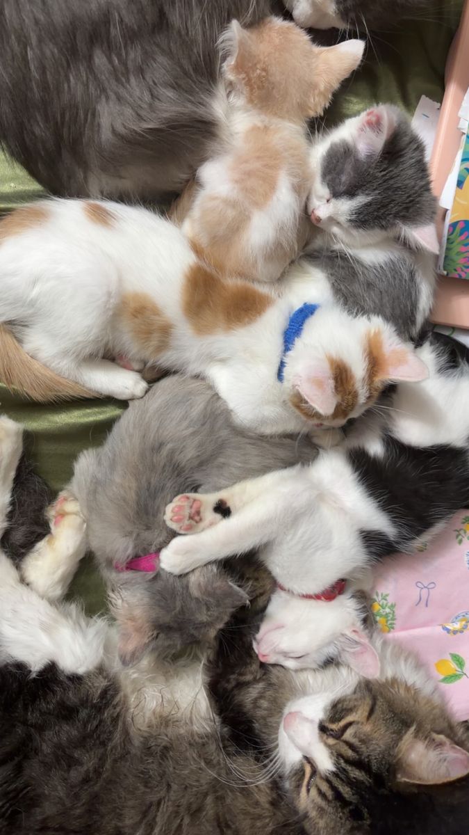 Fluffy Kittens