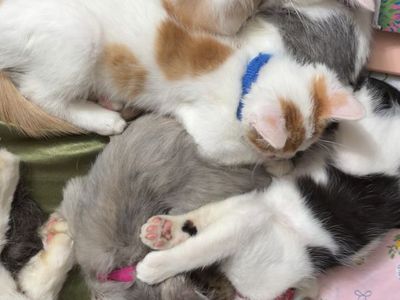 Fluffy Kittens
