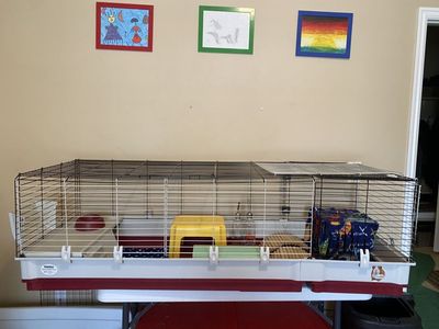 COMPLETE Setup For Guinea Pigs Or Small Rabbit
