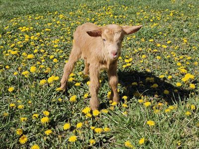 two newborn golden guernsey bucks