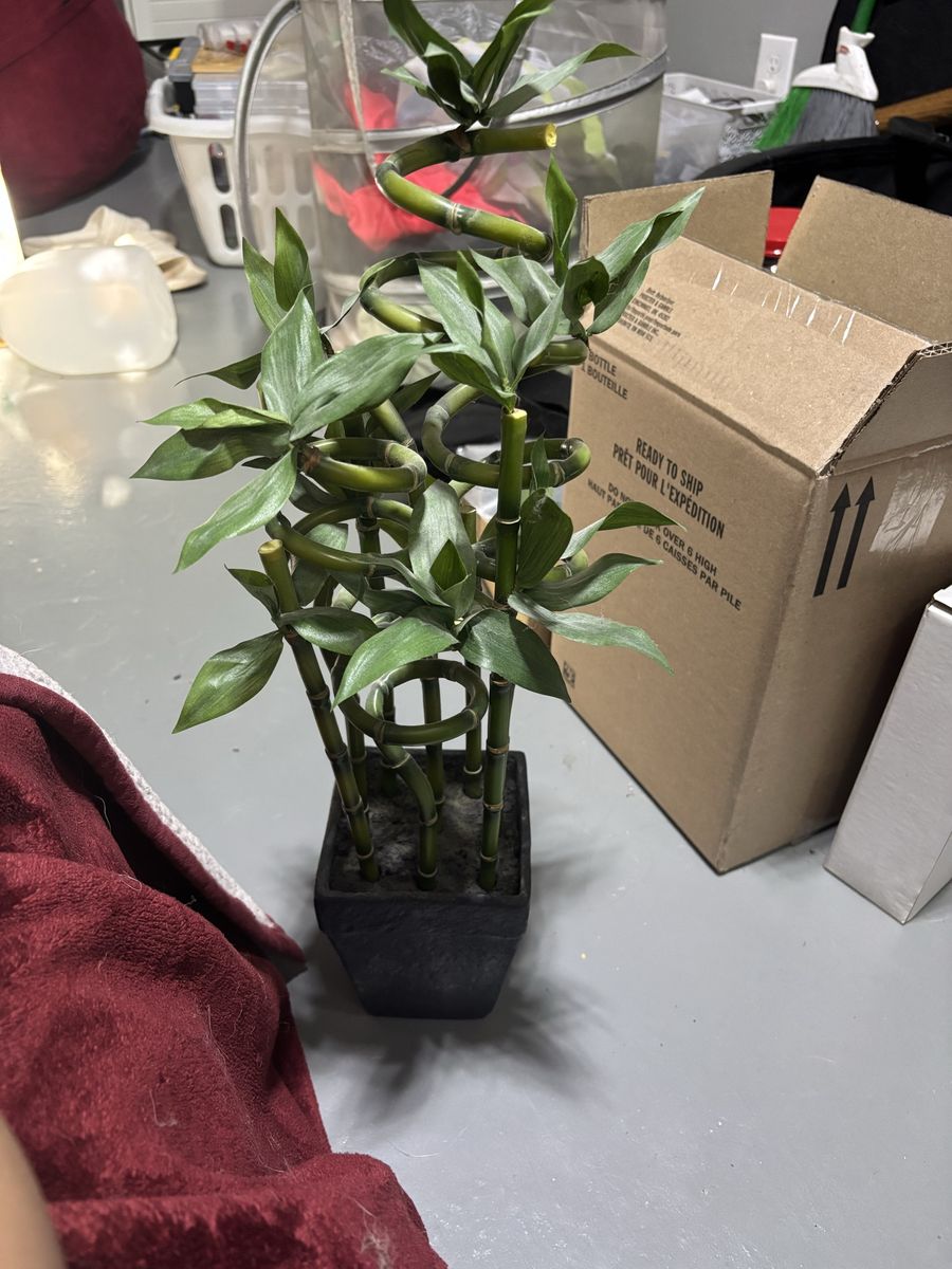 Artificial Lucky Bamboo Plant in Square Black Pot