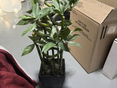 Artificial Lucky Bamboo Plant in Square Black Pot