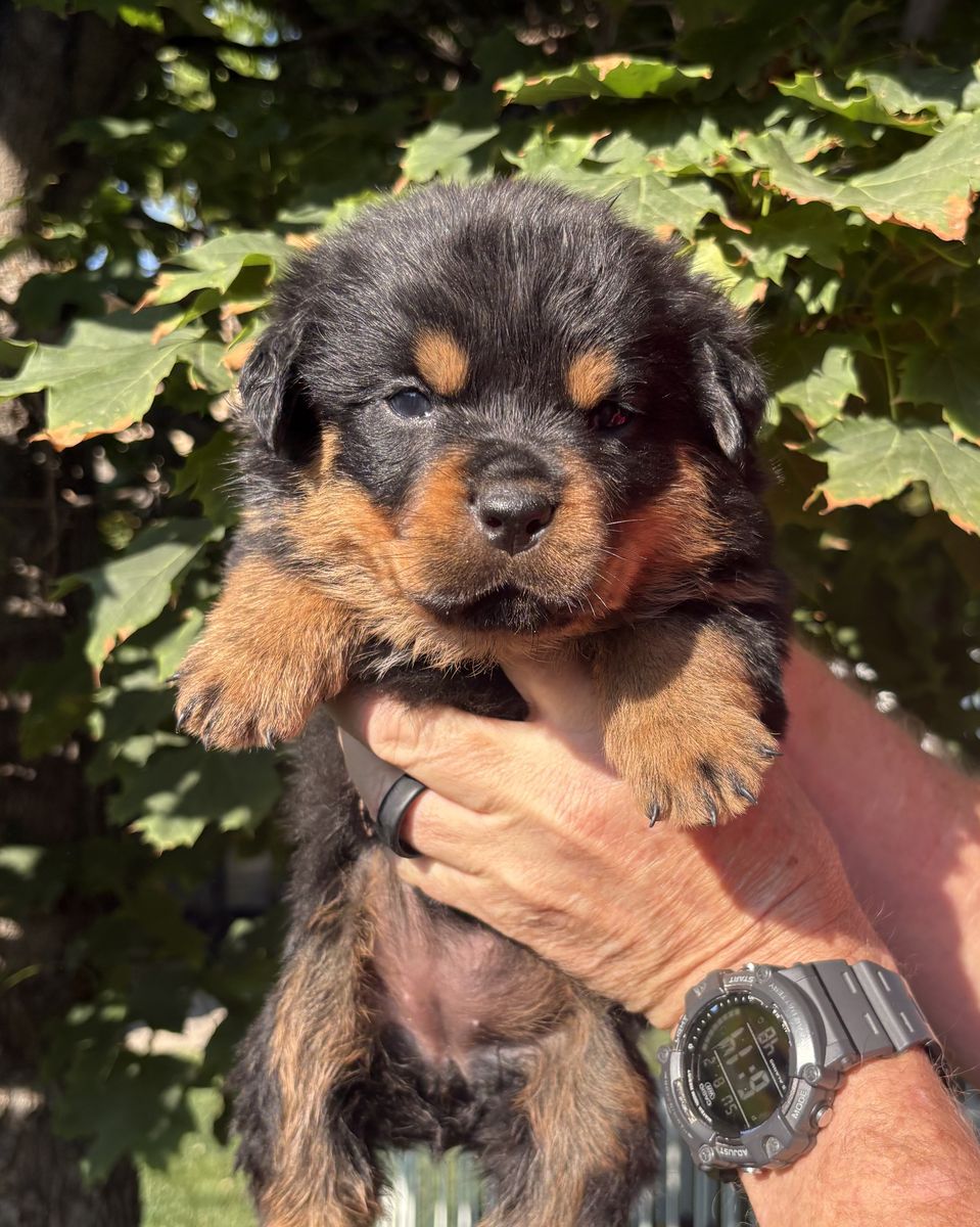 Outstanding German AKC Rottweiler Puppies