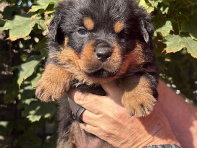 Outstanding German AKC Rottweiler Puppies