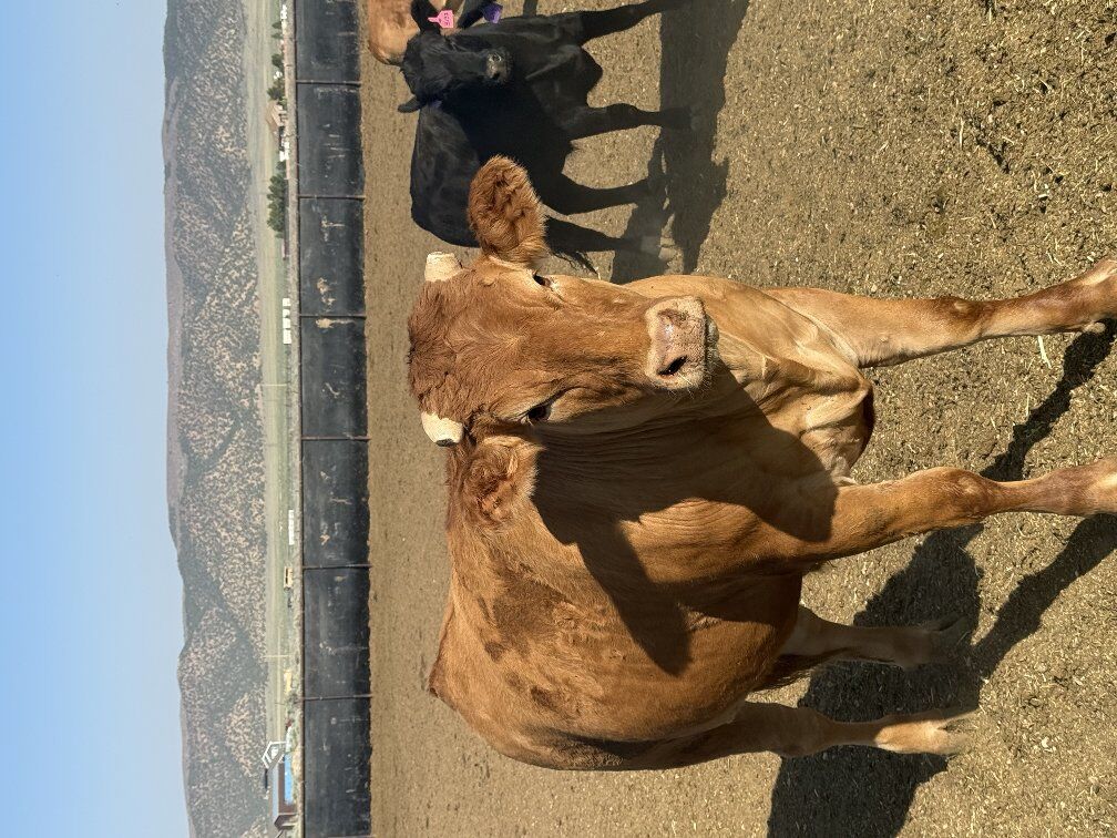 100% Full blood Akaushi Wagyu beef steers for sale