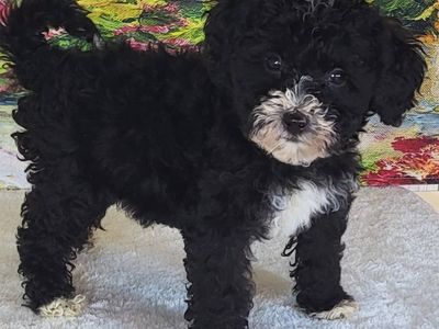 Boy Mendy - Micro Bernedoodle $1500